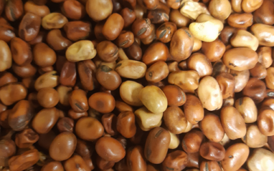 Tammikuun blogi: Täydennetyt elintarvikkeet ja ravintolisät turvaavat luuston kannalta tärkeiden ravintoaineiden saantia vegaaniruokavaliossa