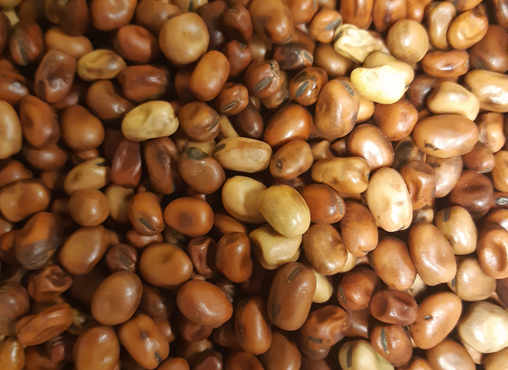 Tammikuun blogi: Täydennetyt elintarvikkeet ja ravintolisät turvaavat luuston kannalta tärkeiden ravintoaineiden saantia vegaaniruokavaliossa