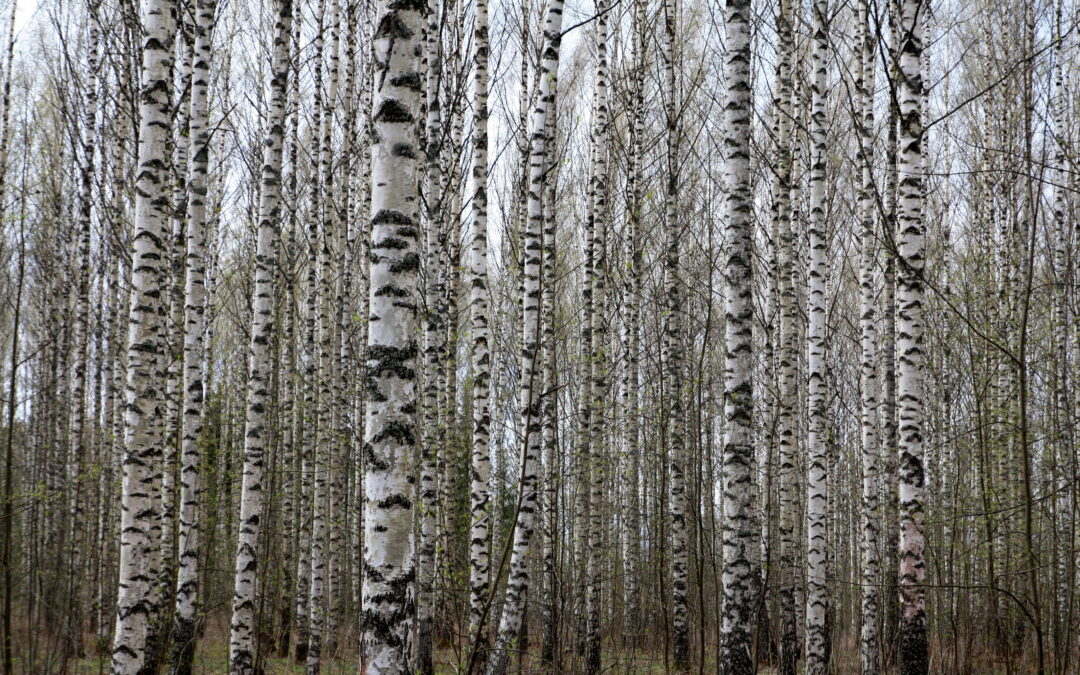 Helmikuun blogi: Voisivatko puuperäiset kuidut olla tulevaisuuden ravintokuituja?
