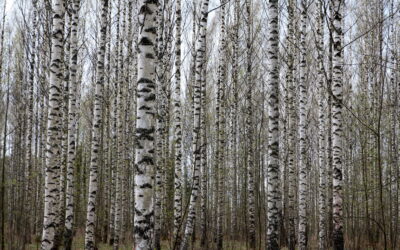 Helmikuun blogi: Voisivatko puuperäiset kuidut olla tulevaisuuden ravintokuituja?